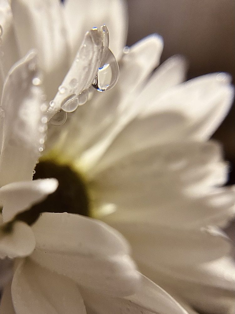 Photograph by Алена Алена