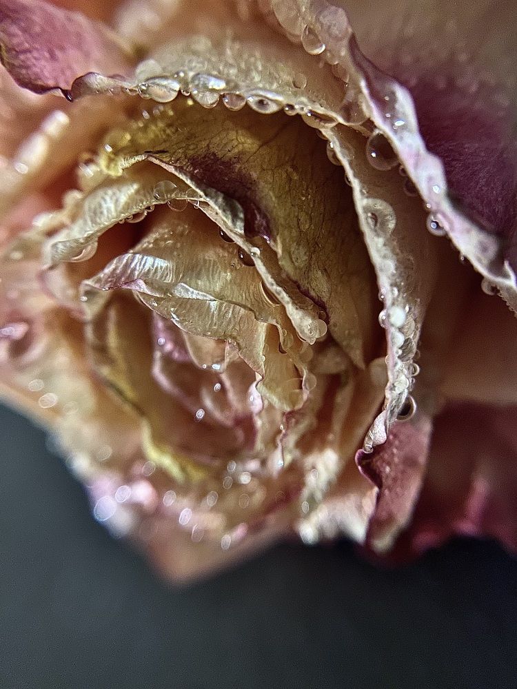 Photograph by Алена Алена
