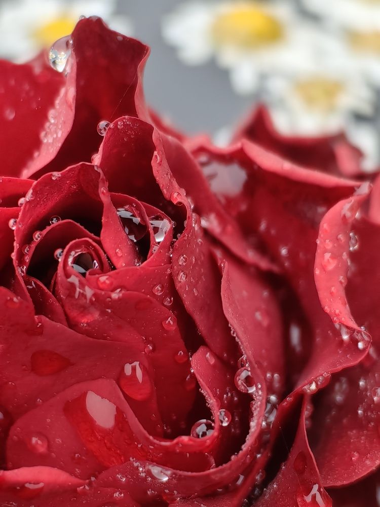 Photograph by OLGA MIKHNEVICH