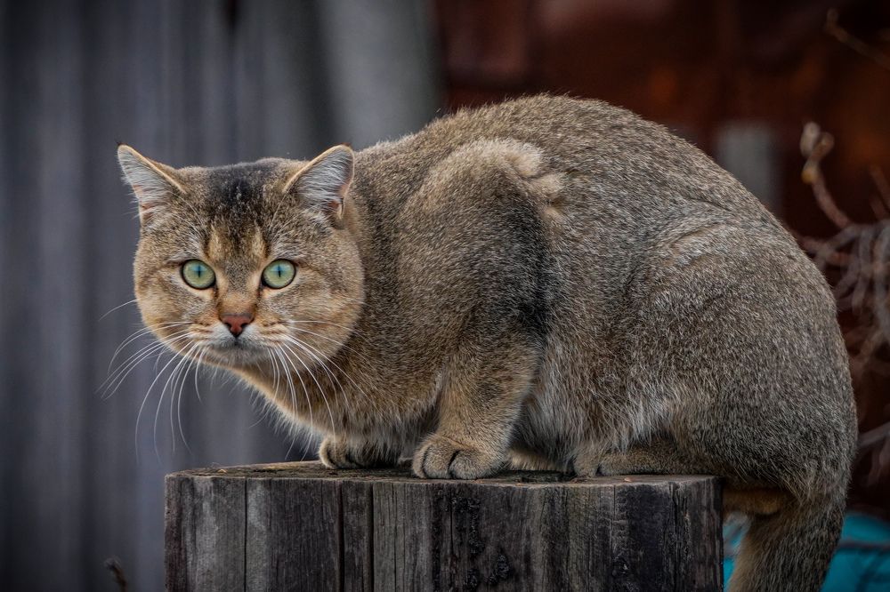 Photograph by Roman Kiriushkin