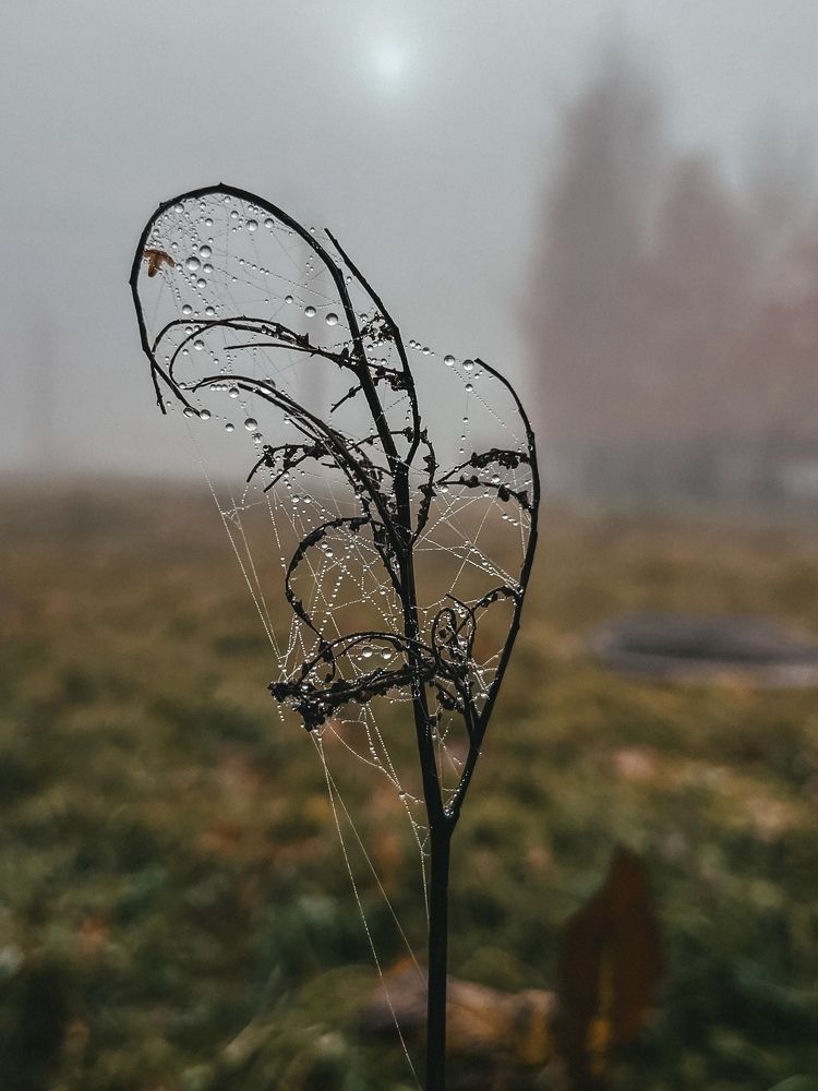 Photograph by Алиса Чугунова