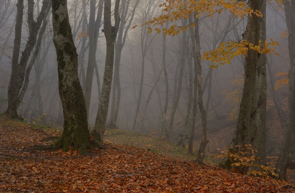 Туманное утро