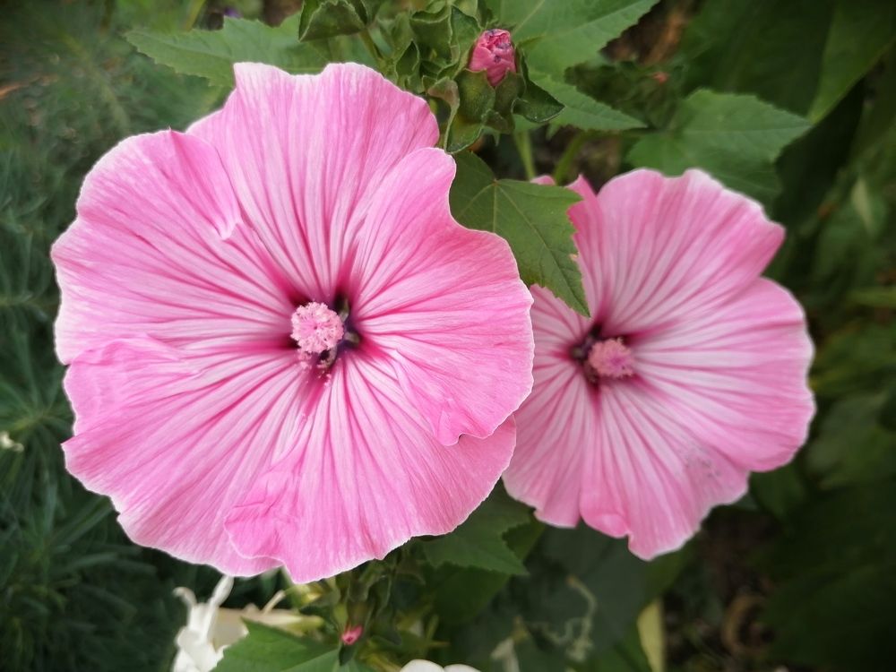 Photograph by Наталия