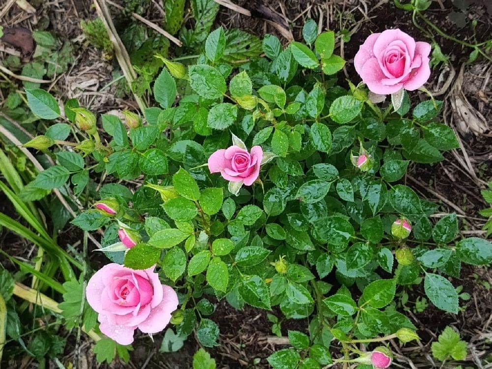 У меня в садочке такая красота