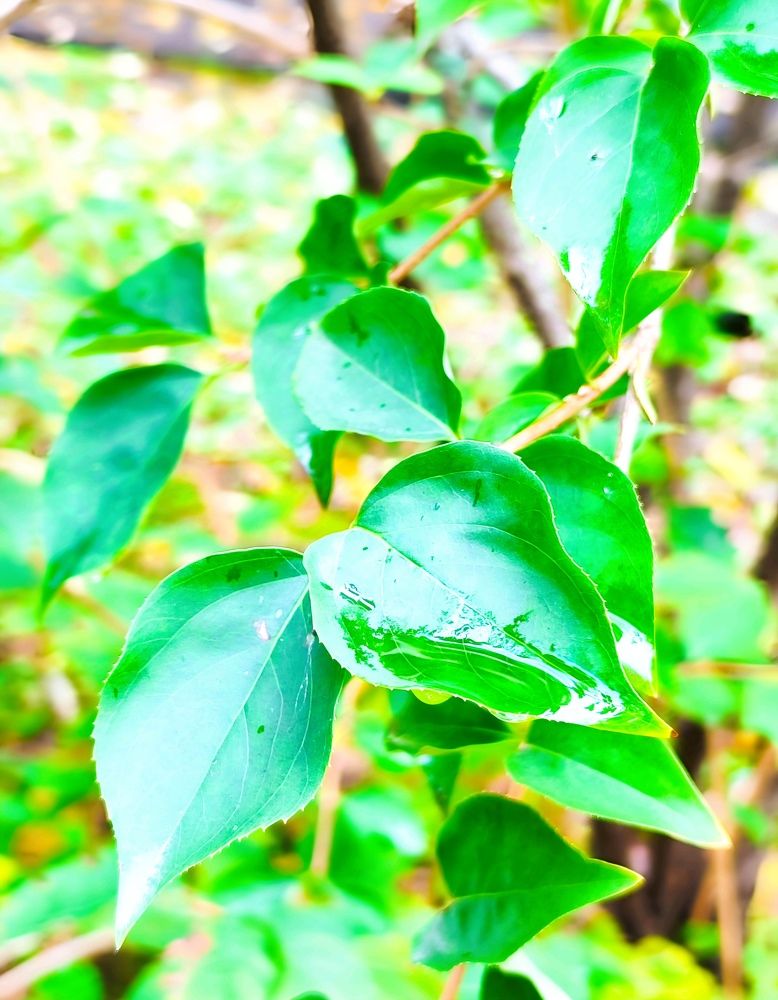 После дождя