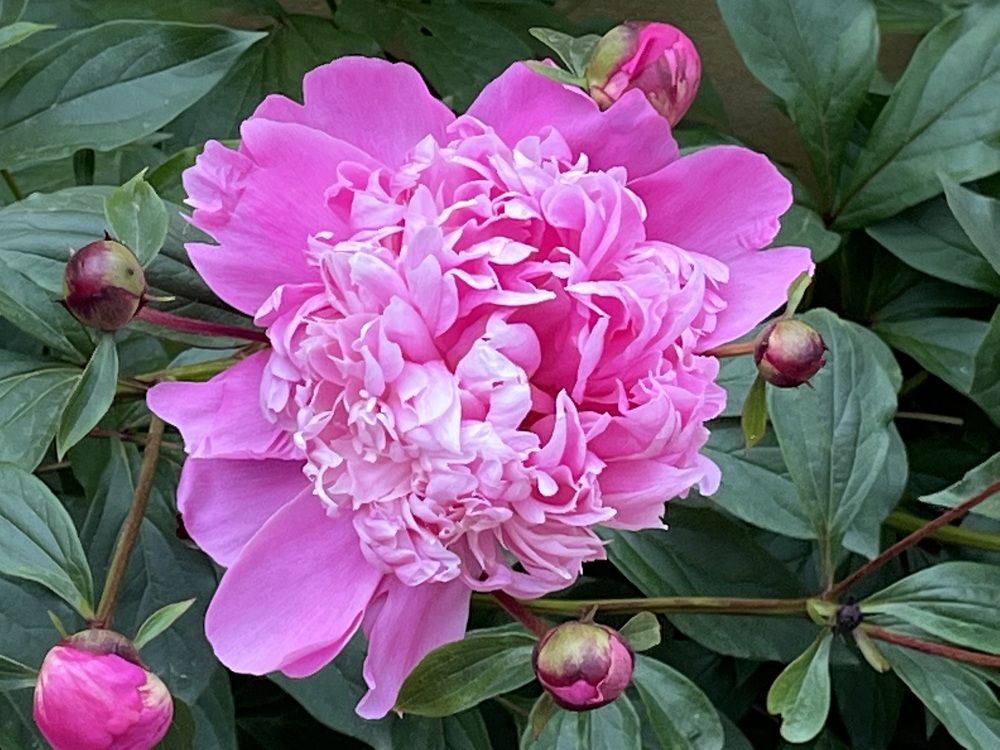 Peonia