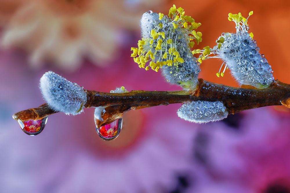 После весеннего дождя.