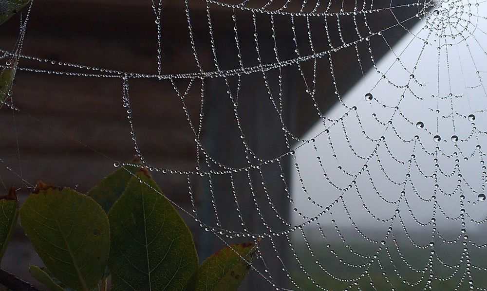Осень, утро, паутина