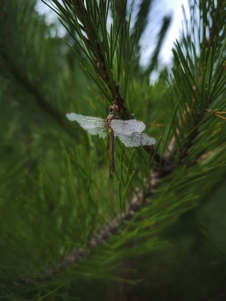 Photograph by Ирина Корх