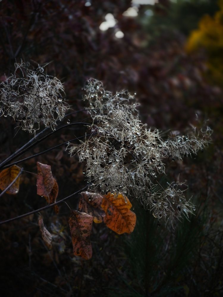 Photograph by Ирина Корх