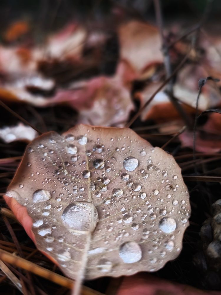 Photograph by Ирина Корх