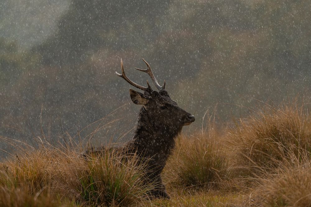 Фотография автора Raoul Rutnam