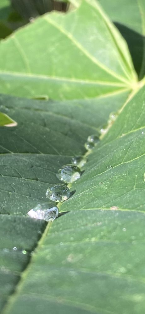 Photograph by Waleed Yousuf Alwahaibi