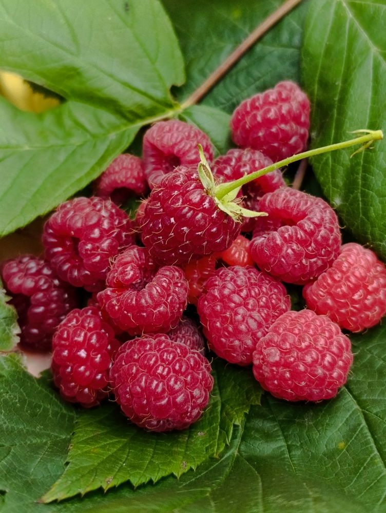 Photograph by Светлана Таркан