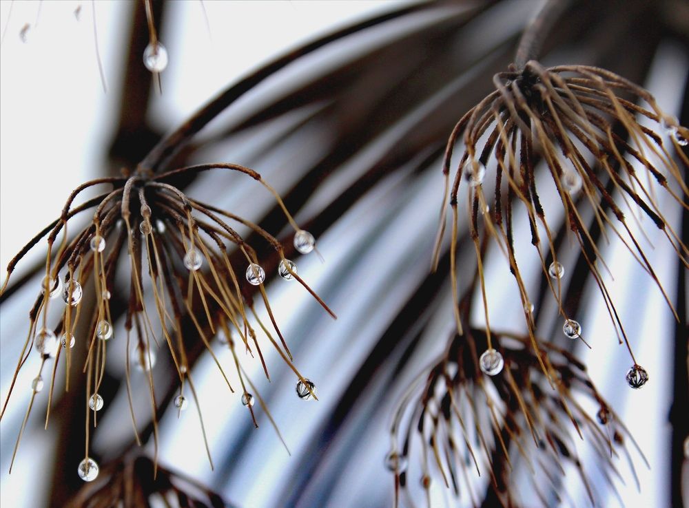 Photograph by Анна Зорька