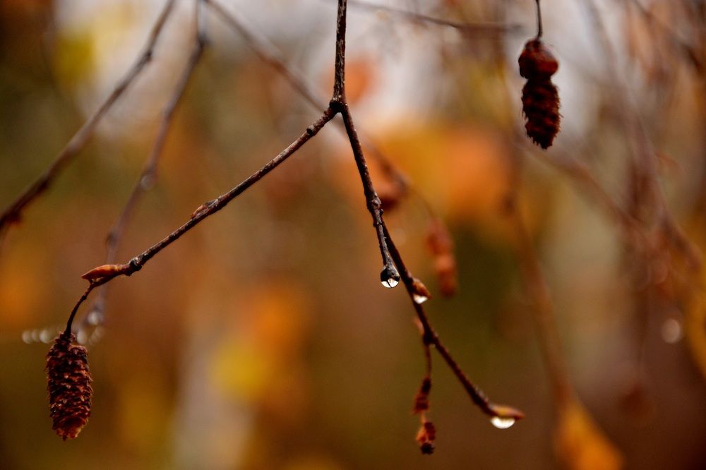 После дождя