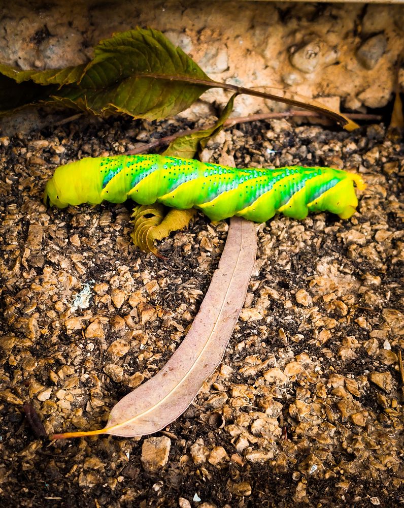 Photograph by Marharita