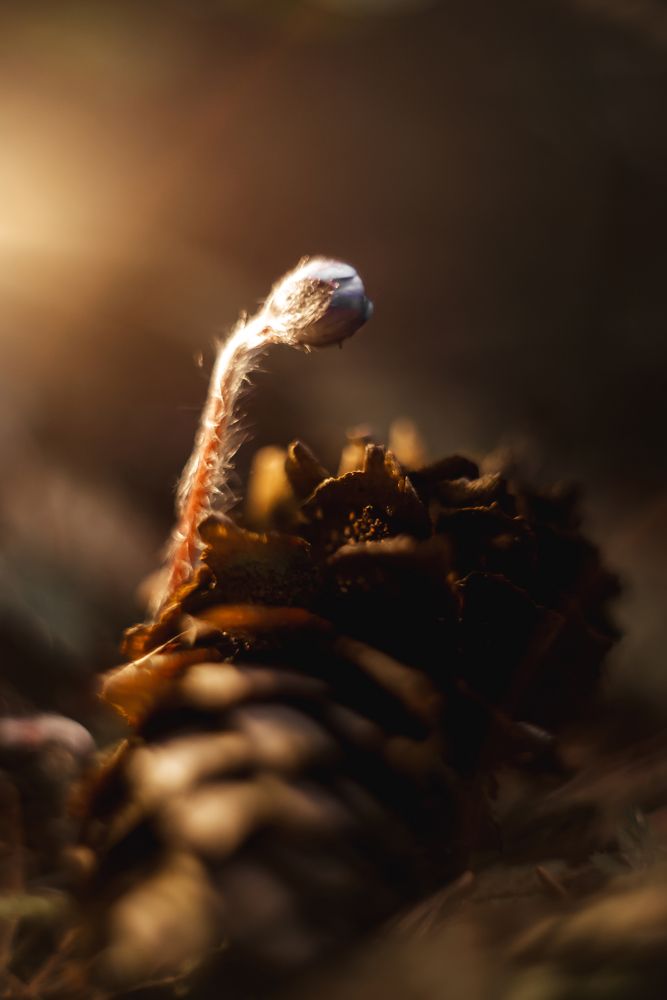 Photograph by Елена Владимировна