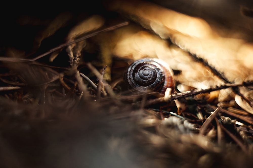 Photograph by Елена Владимировна