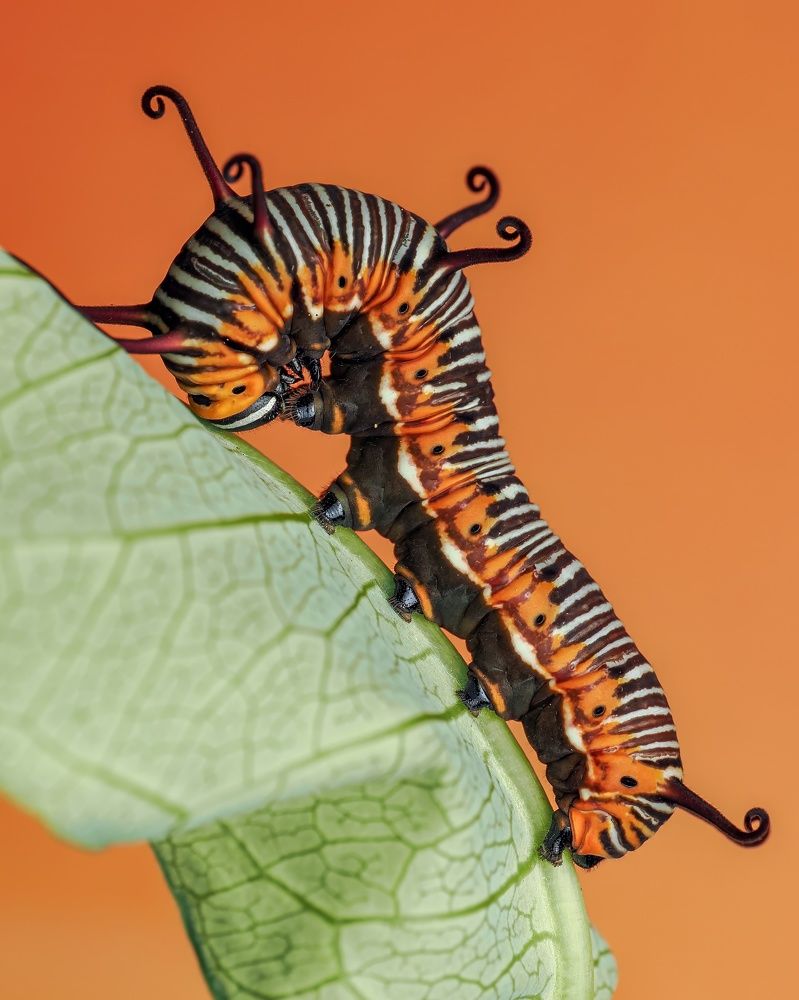 Photograph by Hardeep Solanki