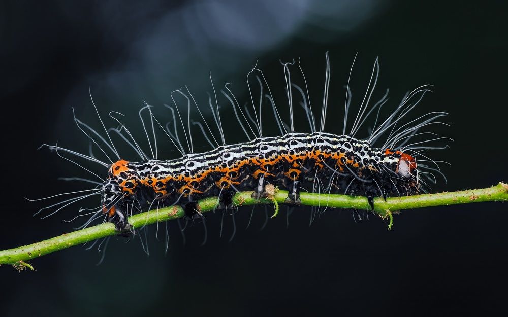 Photograph by Hardeep Solanki