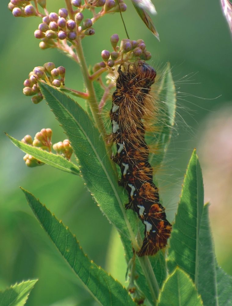 Photograph by Irina Luidinshina