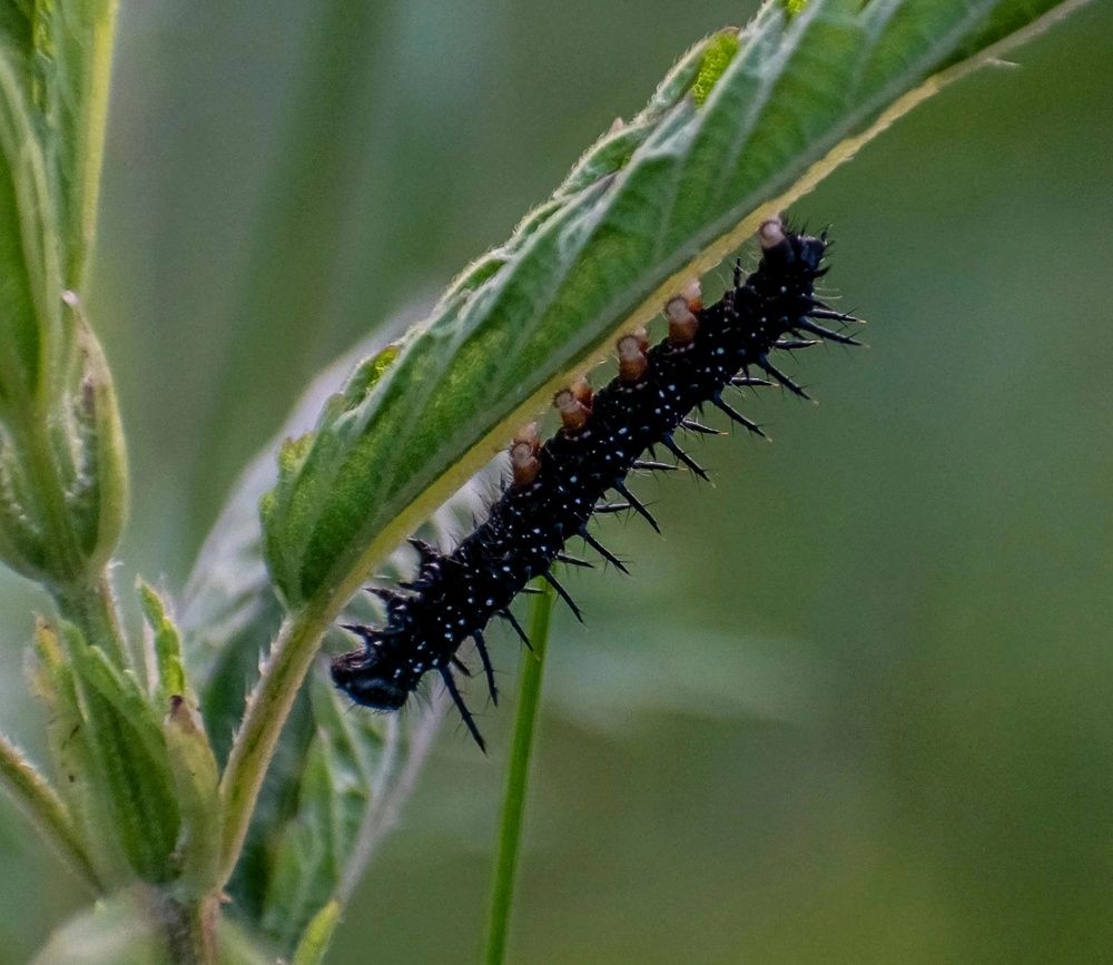 Photograph by Irina Luidinshina