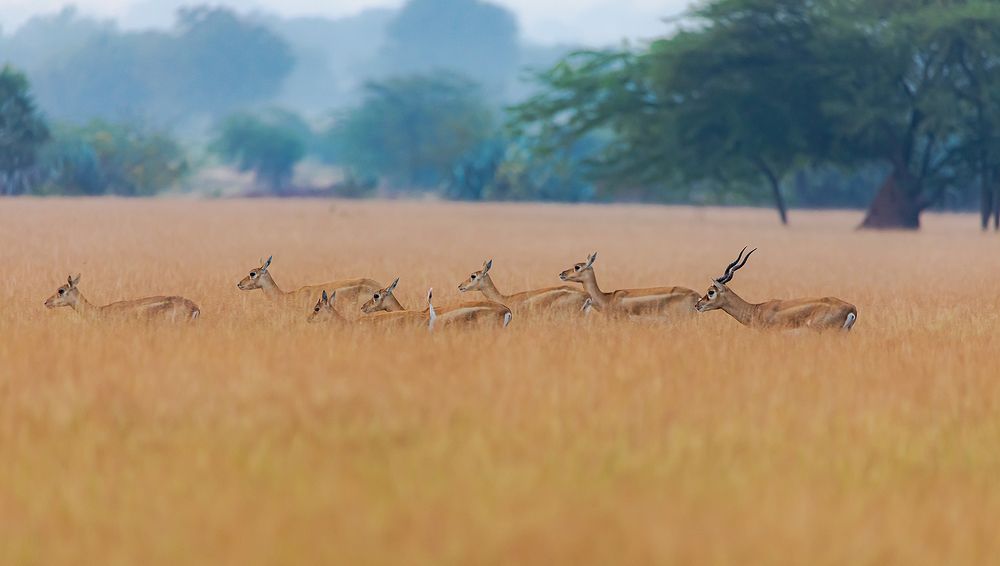 Фотография автора Nikhil Parnandi