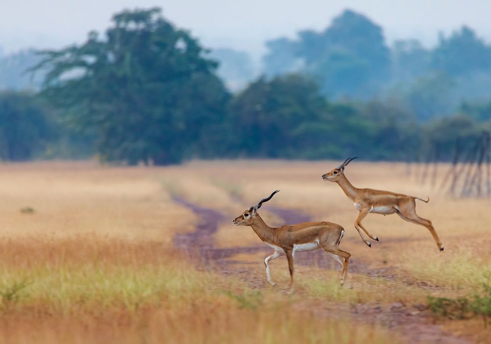 Фотография автора Nikhil Parnandi