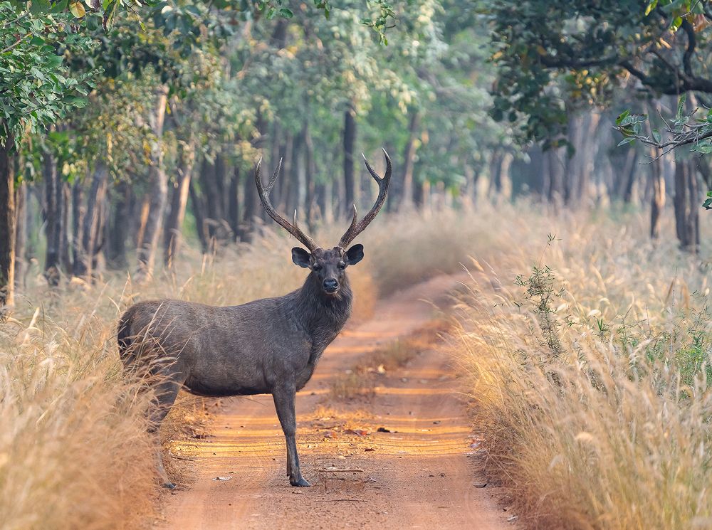 Photograph by Nikhil Parnandi