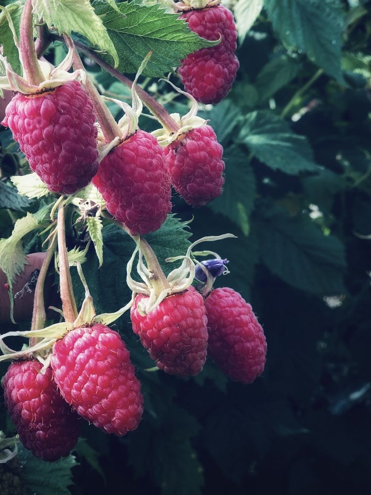 Photograph by Светлана Долганова