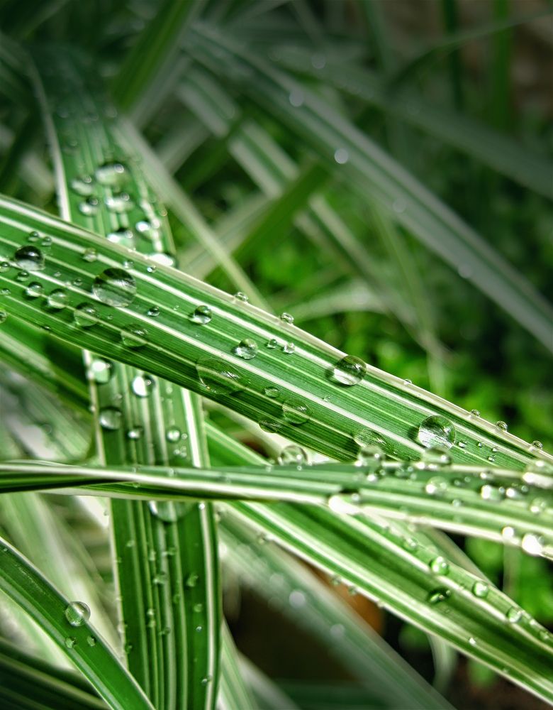 Фотография автора Milena Ivanova