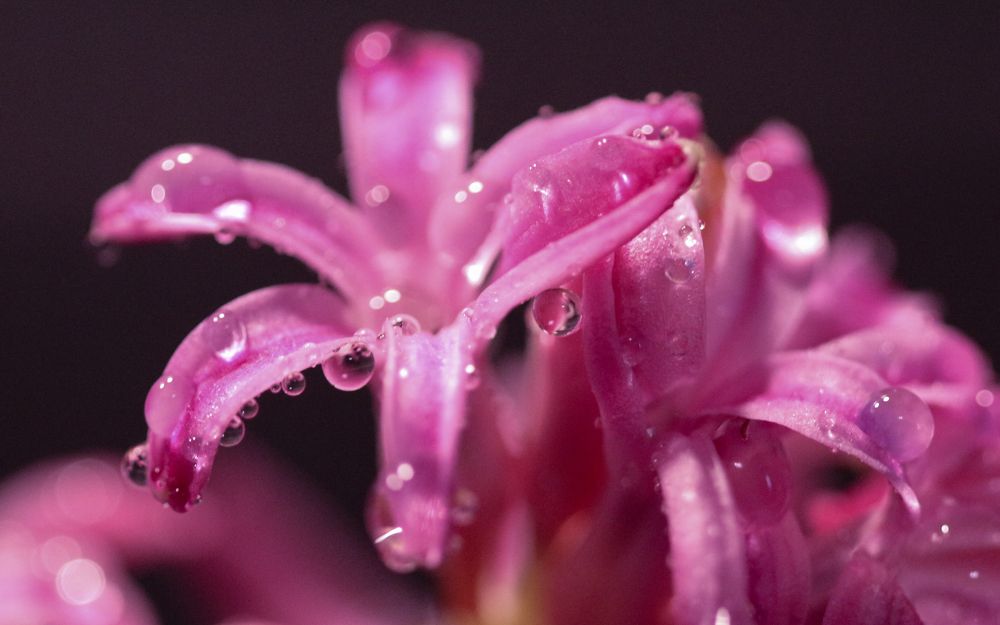 Соцветие геоцинта