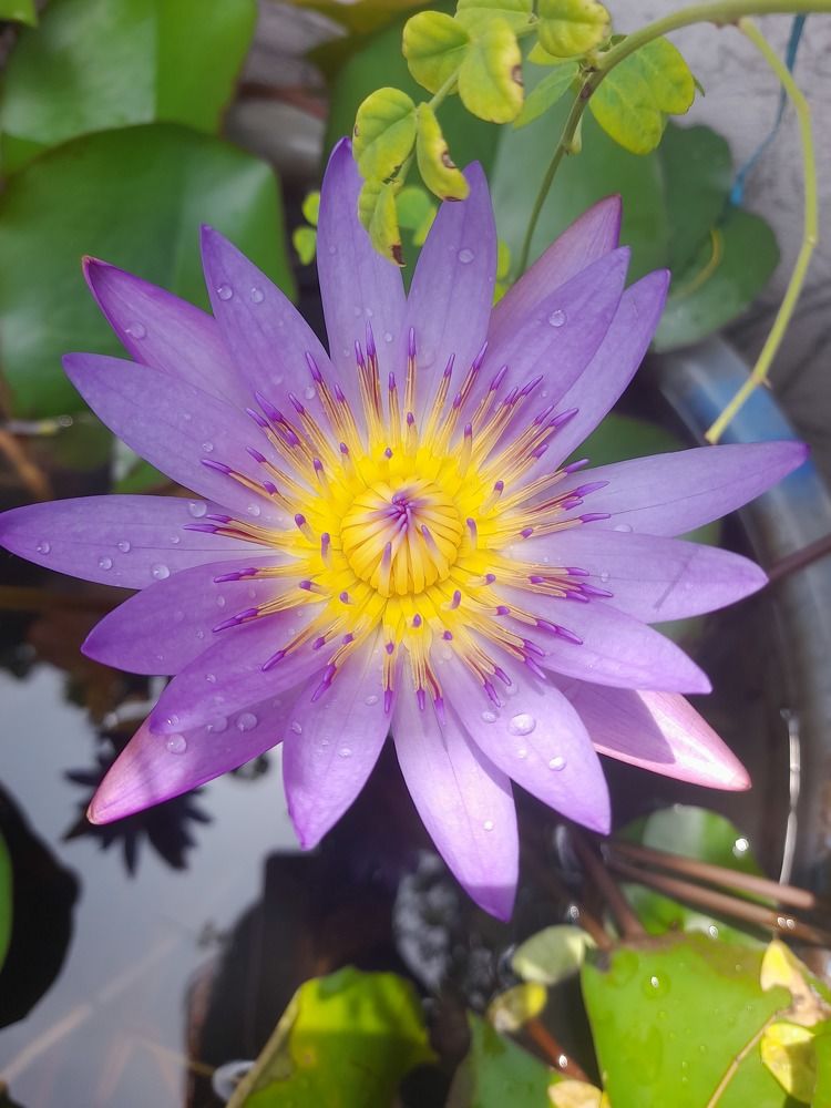Water lily