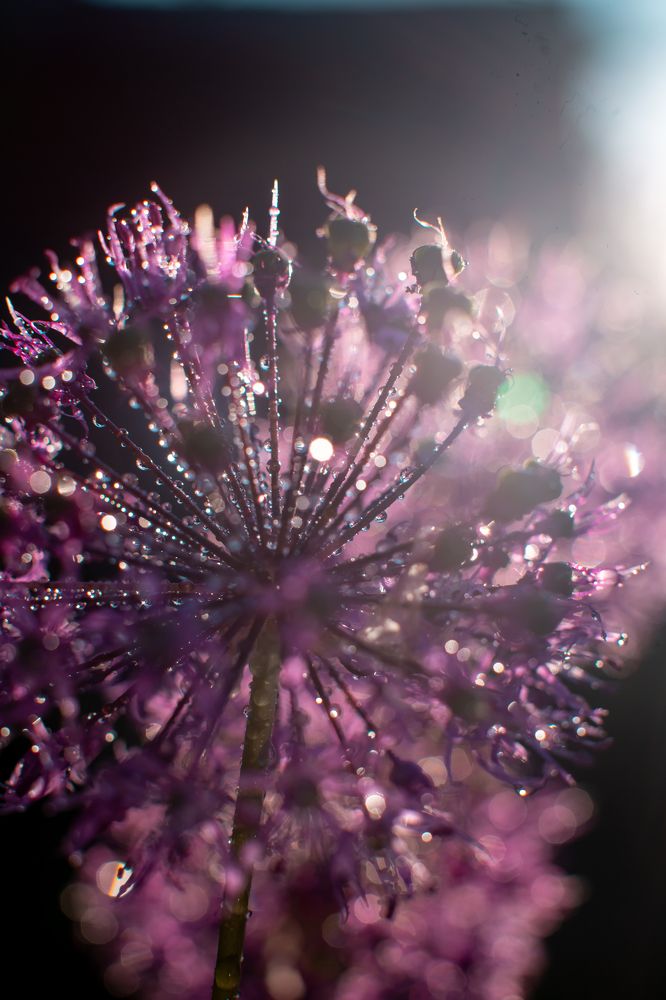 Photograph by Анопченко Ирина