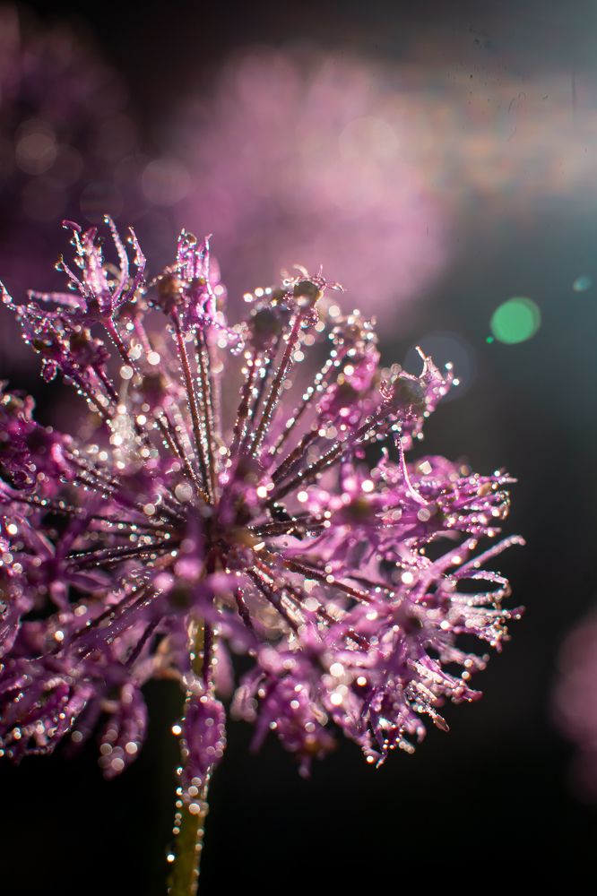 Photograph by Анопченко Ирина