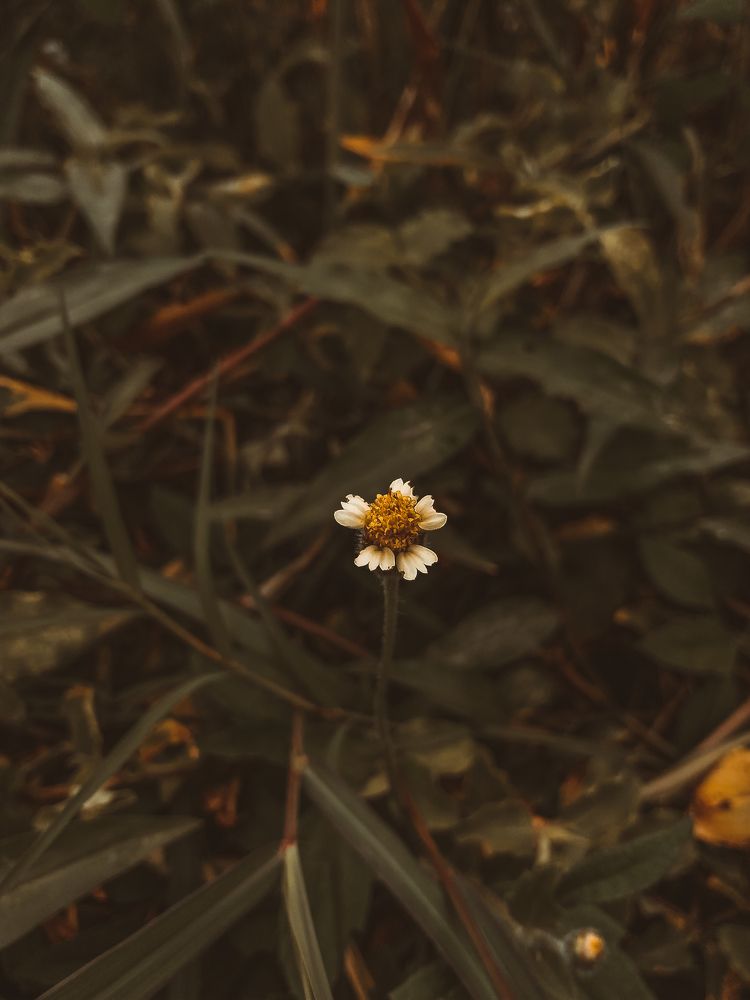 Photograph by Ma Leonor B Gonzales