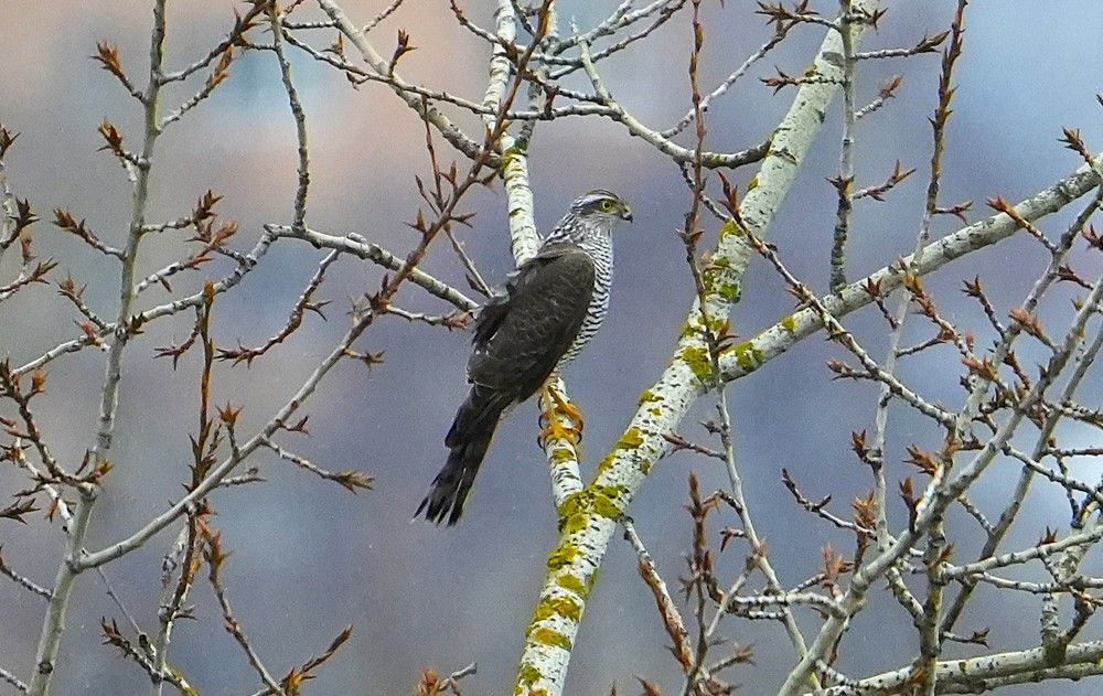 Photograph by Михаил Трусов