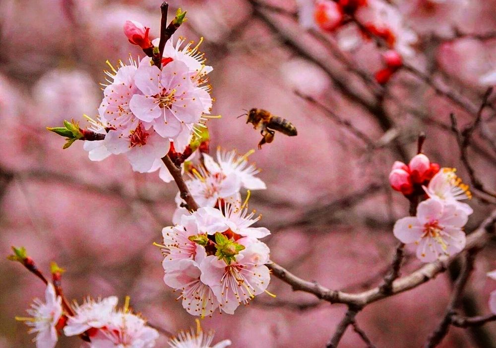 Пчела, в розовом раю.