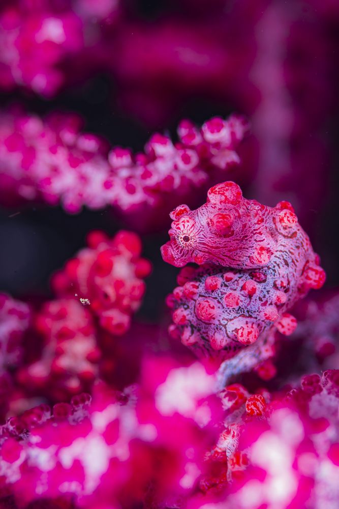 Photograph by Kurashima Daisuke