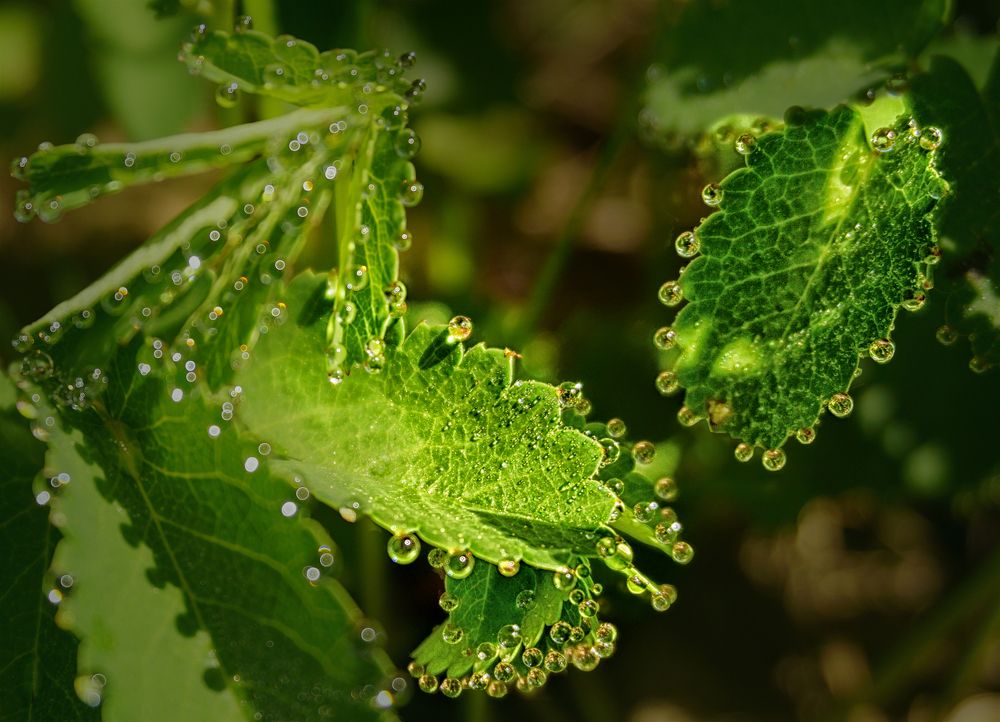 Фотография автора Milena Ivanova
