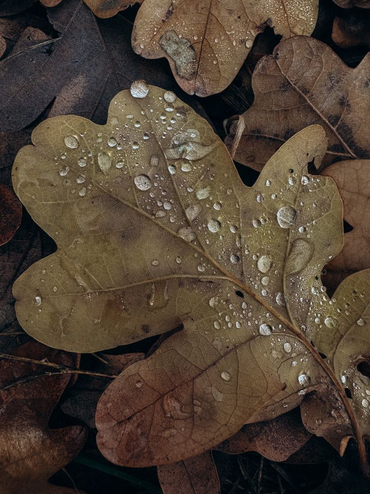 Photograph by Анастасия Короленко