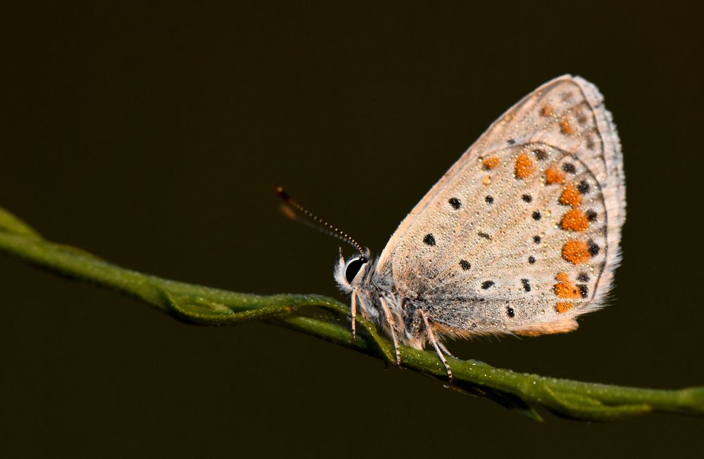 Фотография автора Ibrahim Alkan