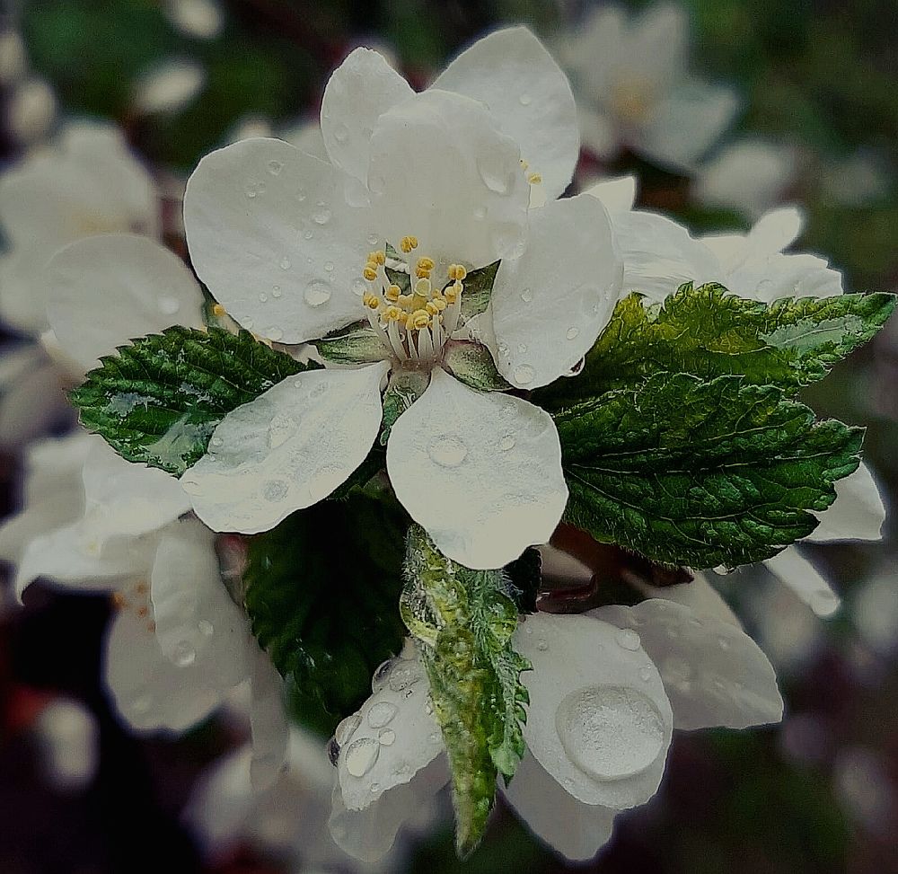 Photograph by Olga Александрова