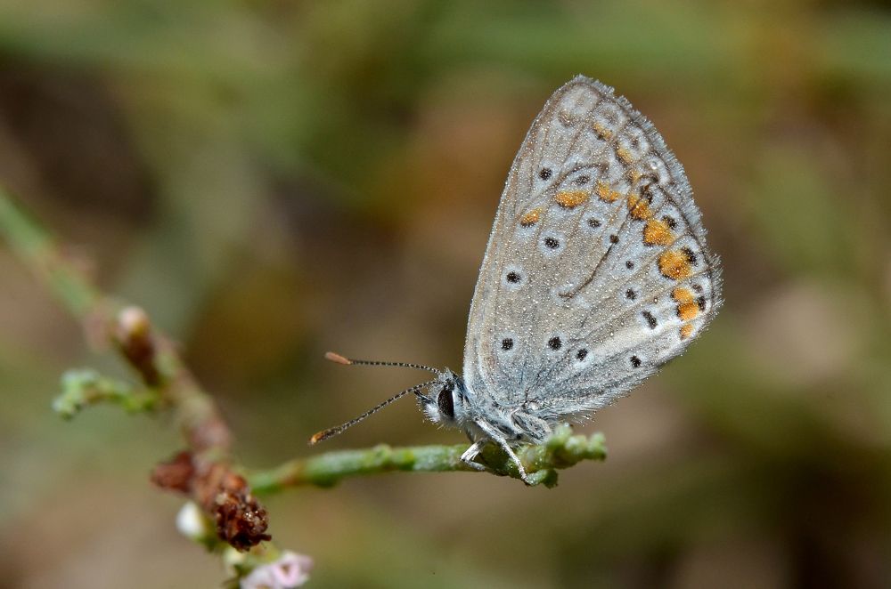 Фотография автора Ibrahim Alkan