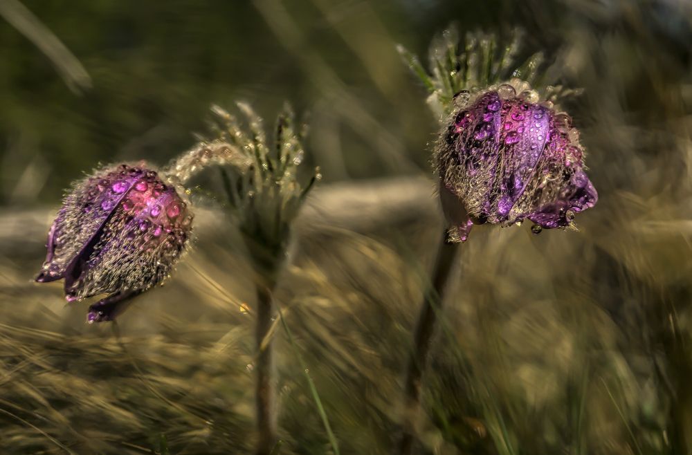 Фотография автора Milena Ivanova