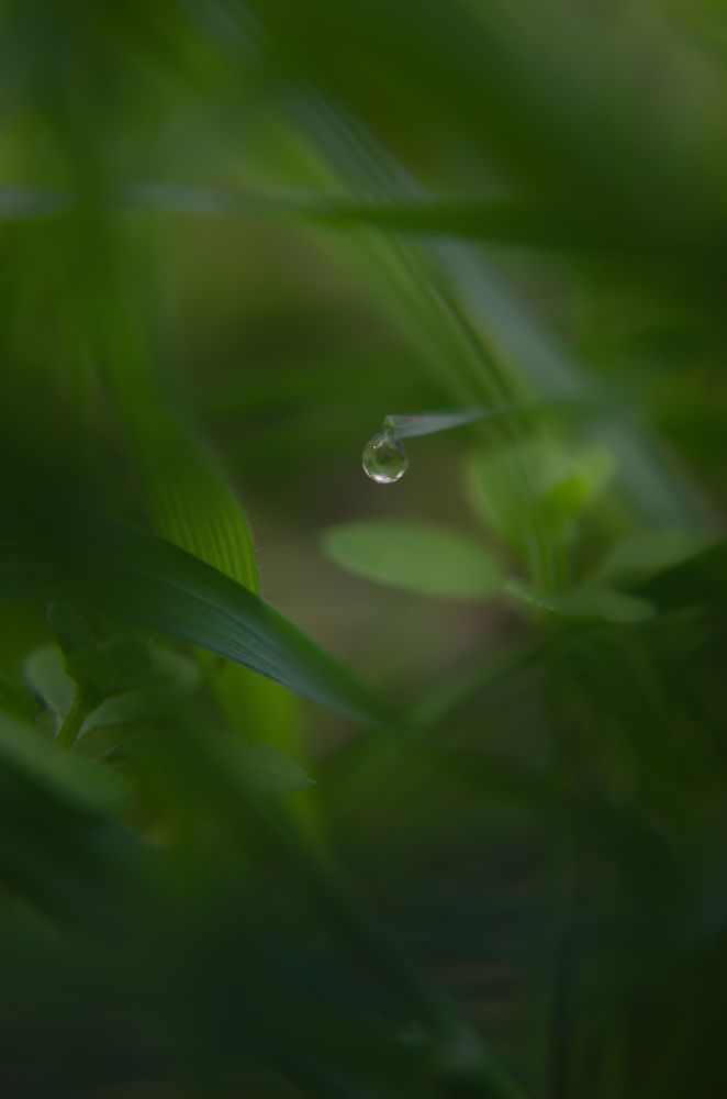 Слеза лесной феи