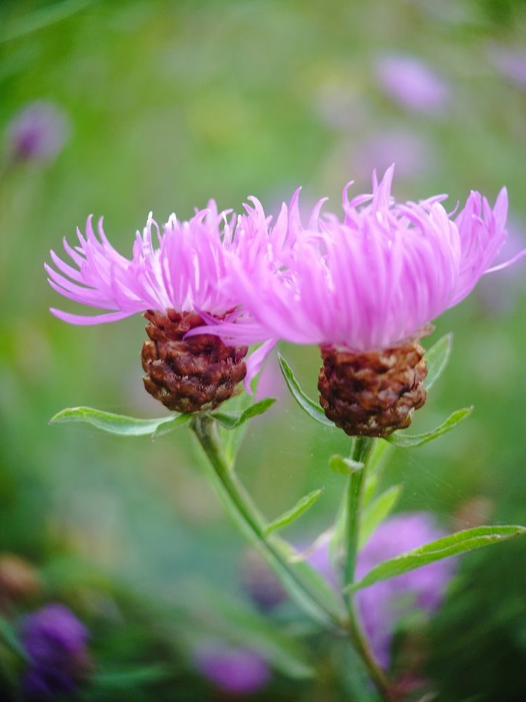 Photograph by Оксана Артимович