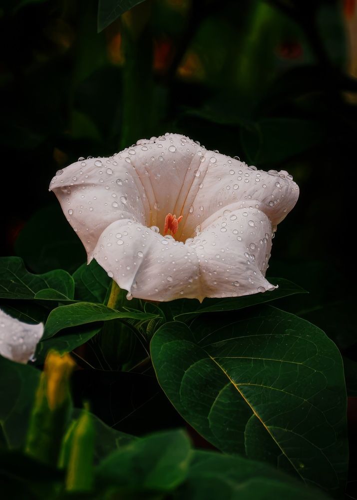 Photograph by Вадим Басов