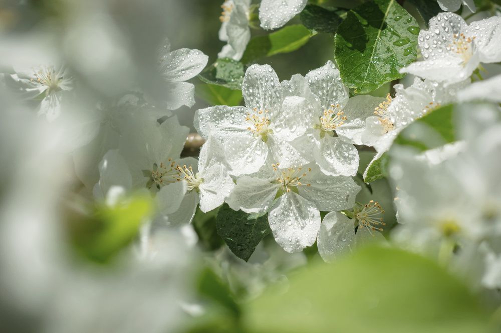 Photograph by Соколова Елена